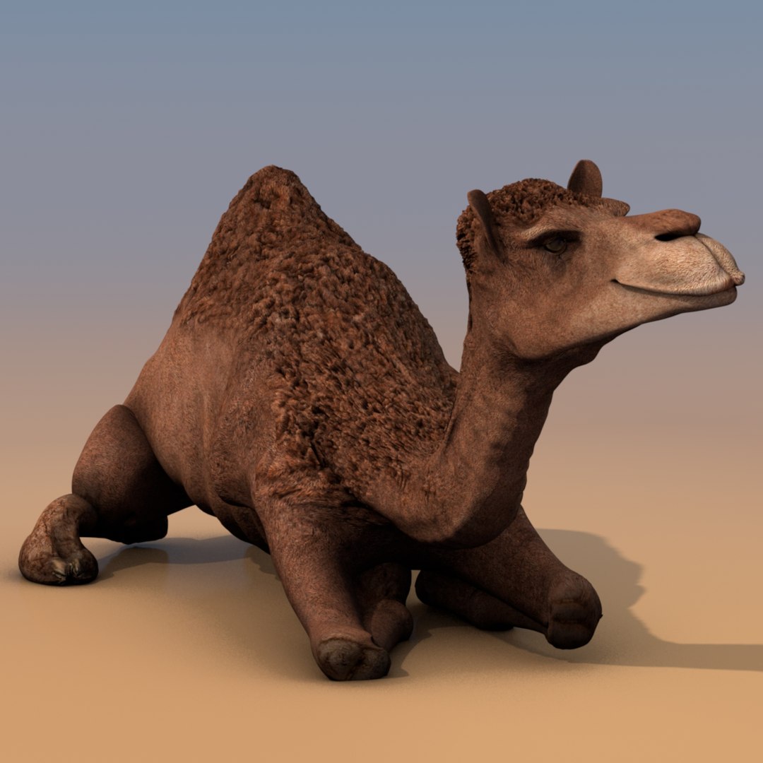 animating camel 3D model https://p.turbosquid.com/ts-thumb/Sg/y7KpxL/EISVigpX/camelfoto0296/jpg/1521249817/1920x1080/fit_q87/aba7892631e6911ebee01ed5a1a392b564e7f27a/camelfoto0296.jpg