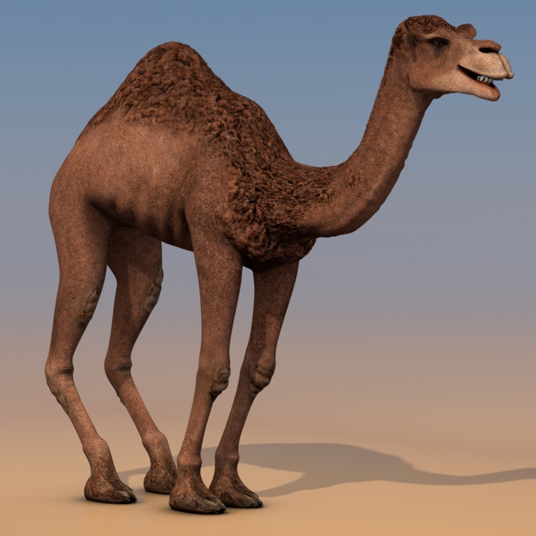 animating camel 3D model https://p.turbosquid.com/ts-thumb/Sg/y7KpxL/FbUu3htE/camelfoto0690/jpg/1521251564/1920x1080/fit_q87/e7500376f477435e345af8cb773df6c91ab621a1/camelfoto0690.jpg