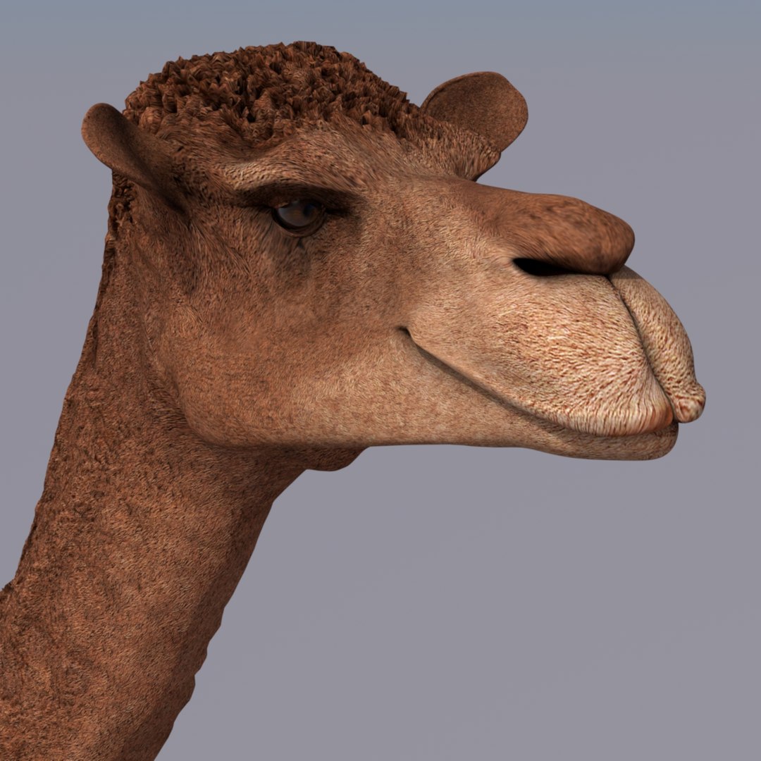 animating camel 3D model https://p.turbosquid.com/ts-thumb/Sg/y7KpxL/GDCeqwiy/clean/jpg/1521583852/1920x1080/fit_q87/34403aa1a7174258ce0b2743cb53cc2acf1826f5/clean.jpg