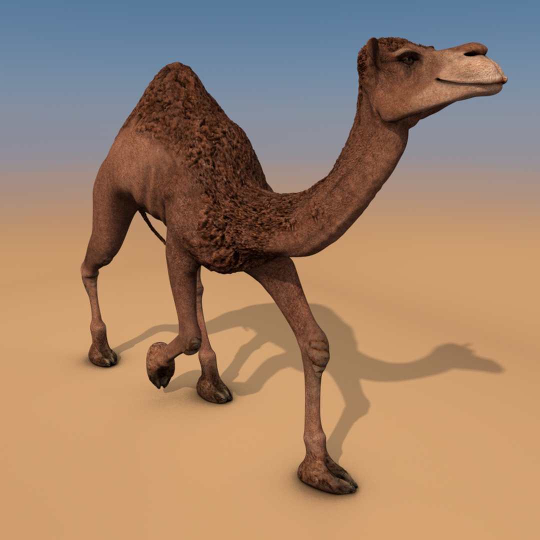 animating camel 3D model https://p.turbosquid.com/ts-thumb/Sg/y7KpxL/XDFFtt8m/firstwalking/jpg/1520780515/1920x1080/turn_fit_q99/9a573db98302d3f186e2a0dcfa0b1c18e82d999b/firstwalking-1.jpg