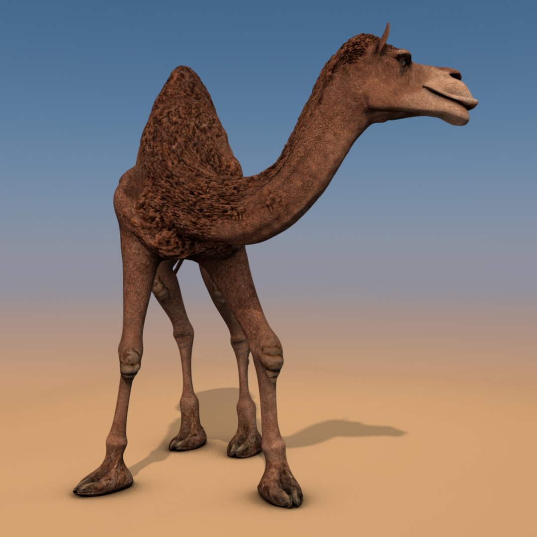 animating camel 3D model https://p.turbosquid.com/ts-thumb/Sg/y7KpxL/gzA9nUuH/camel0623/jpg/1521250057/1920x1080/fit_q87/99e4f1baa085fede6f0967fd76f6f24d470e1c28/camel0623.jpg