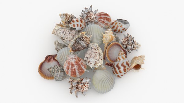 modelo 3d Colección Seashell Pile v1 - TurboSquid 2261783