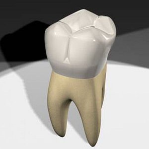 3d model maxillary molar tooth teeth