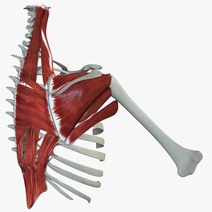 3D model scapular muscle