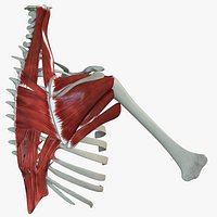 Scapular Muscle