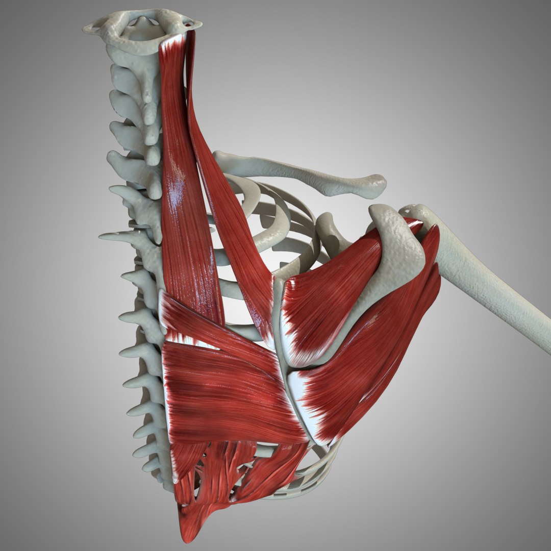 3D Model Scapular Muscle - TurboSquid 1521152