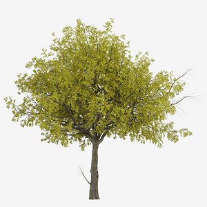 Set of Arizona ash or Fraxinus velutina Tree - 2 Trees
