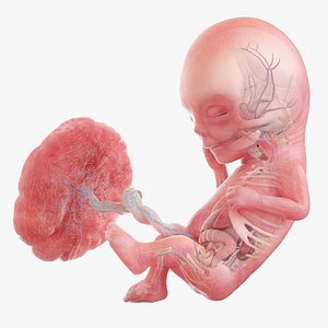 Fetus Anatomy Week 12 Animated 3D model