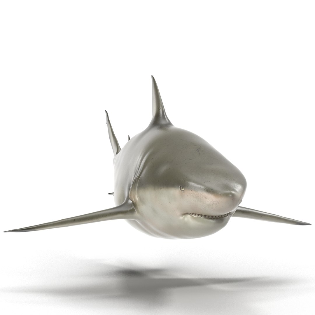pigeye shark rigged 3d model https://p.turbosquid.com/ts-thumb/Sh/fPgi8x/3CkO9f79/pigeyesharkrigged3dmodel04/jpg/1445674424/1920x1080/fit_q87/44b41cad113663ccc219a9a53010e761b7ebdbf5/pigeyesharkrigged3dmodel04.jpg