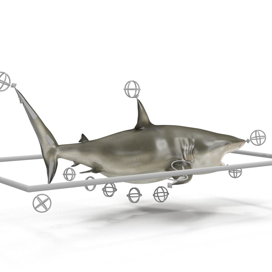 pigeye shark rigged 3d model https://p.turbosquid.com/ts-thumb/Sh/fPgi8x/FfG9XyNW/pigeyesharkrigged3dmodel34/jpg/1445674425/1920x1080/fit_q87/d086c09d6ea113698cd60abc3cb4a903a63c403c/pigeyesharkrigged3dmodel34.jpg