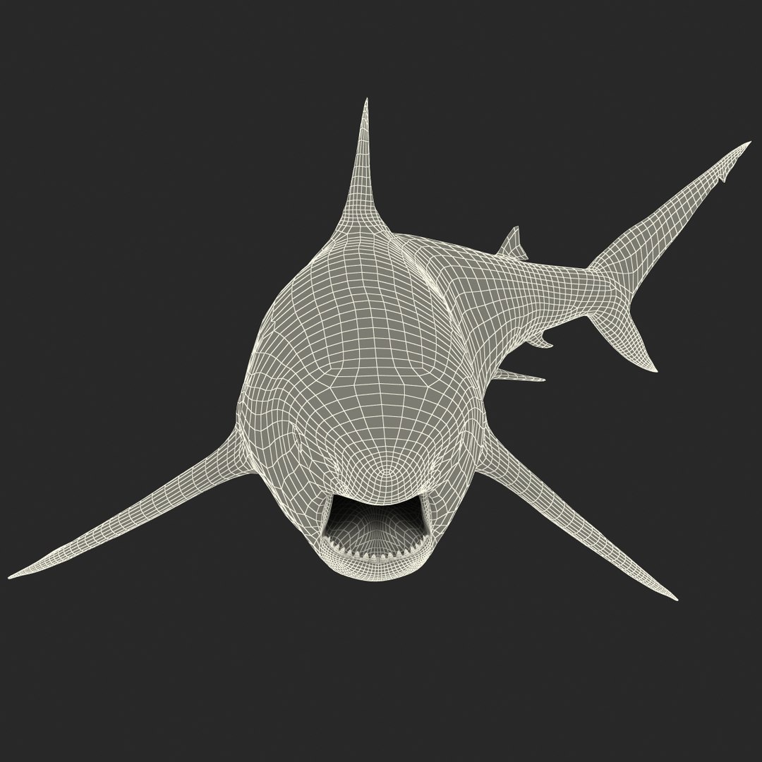 pigeye shark rigged 3d model https://p.turbosquid.com/ts-thumb/Sh/fPgi8x/G2yYVPO5/pigeyesharkrigged3dmodel48/jpg/1445674426/1920x1080/fit_q87/97885816ca1dbda3846a2210107cb7b7b81c7f91/pigeyesharkrigged3dmodel48.jpg