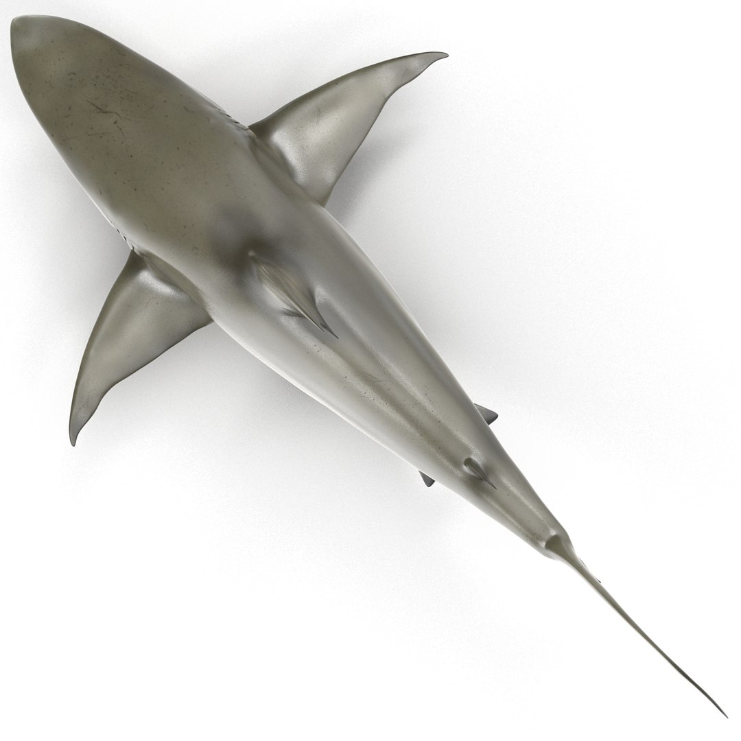 pigeye shark rigged 3d model https://p.turbosquid.com/ts-thumb/Sh/fPgi8x/LzWR8P4J/pigeyesharkrigged3dmodel03/jpg/1445674424/1920x1080/fit_q87/f59bc12a90cd556b8f45ce50dd9779fc828da9c2/pigeyesharkrigged3dmodel03.jpg