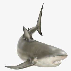 pigeye shark rigged 3d model