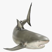 Pigeye Shark Rigged