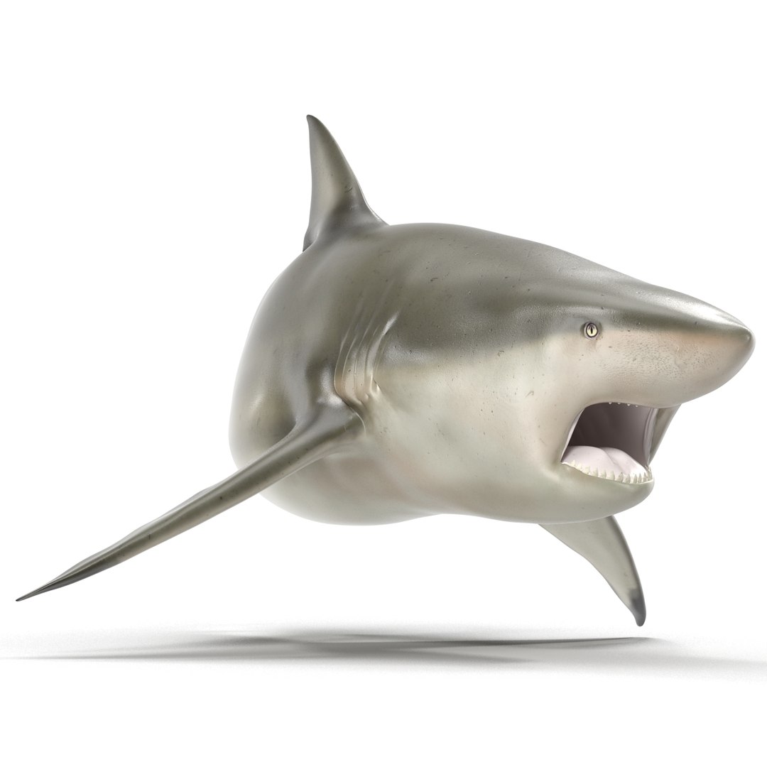pigeye shark rigged 3d model https://p.turbosquid.com/ts-thumb/Sh/fPgi8x/Rrpi8zET/pigeyesharkrigged3dmodel07/jpg/1445674424/1920x1080/fit_q87/c48c642ce77d36fe297c7b172a28e01dfde7612a/pigeyesharkrigged3dmodel07.jpg