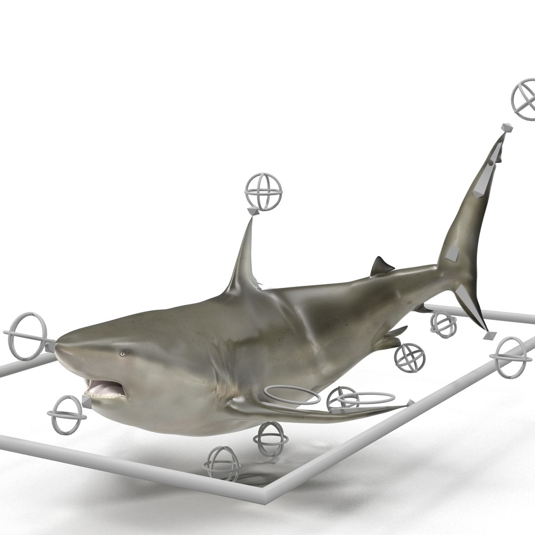pigeye shark rigged 3d model https://p.turbosquid.com/ts-thumb/Sh/fPgi8x/UDZLLwjk/pigeyesharkrigged3dmodel31/jpg/1445674425/1920x1080/fit_q87/5f3da45ca982d4a5df6e929110fcba5bfdd46014/pigeyesharkrigged3dmodel31.jpg