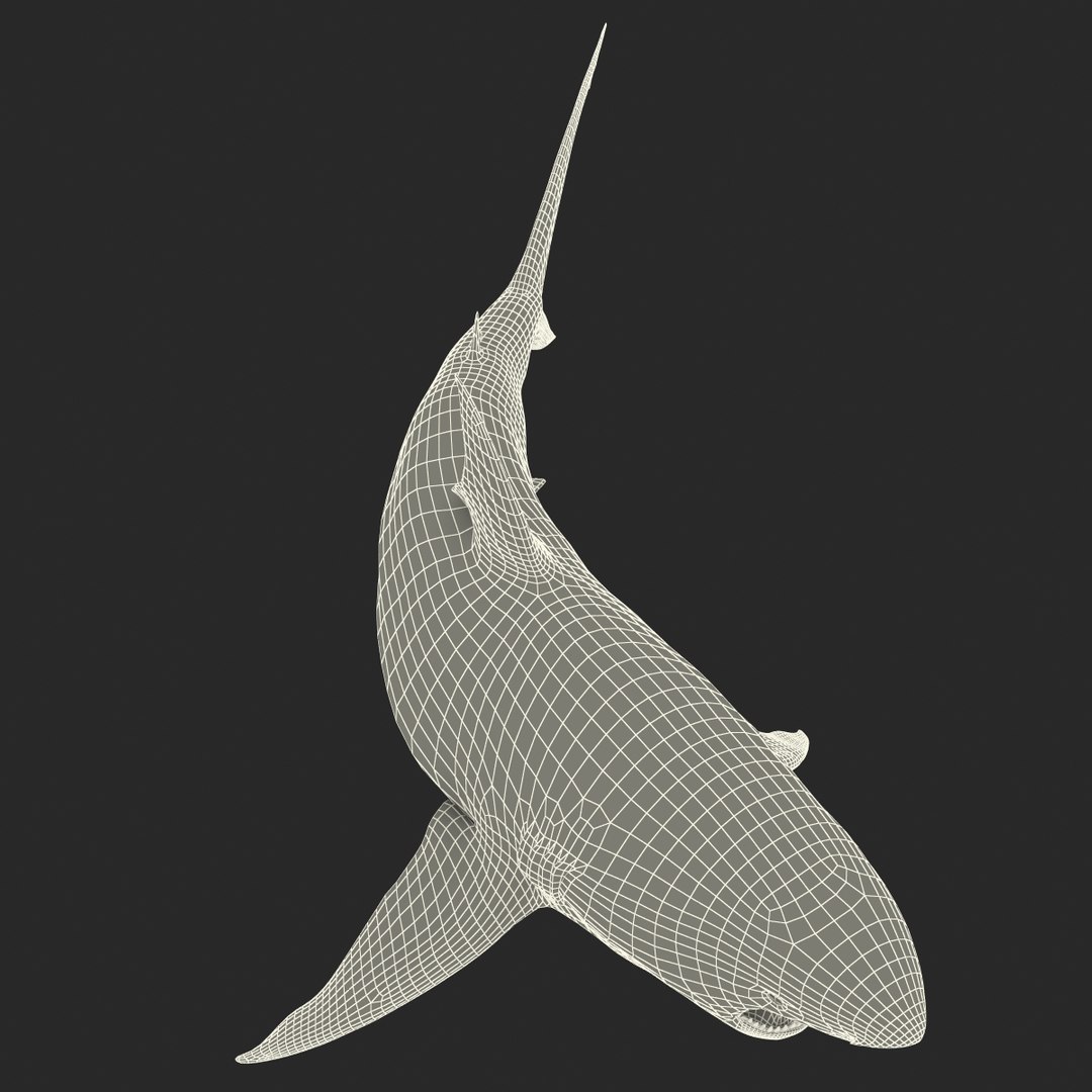 pigeye shark rigged 3d model https://p.turbosquid.com/ts-thumb/Sh/fPgi8x/W7tKFihX/pigeyesharkrigged3dmodel50/jpg/1445674426/1920x1080/fit_q87/ea8b962b5863d2cf4fa01ba4ee4bc052b51a3e55/pigeyesharkrigged3dmodel50.jpg