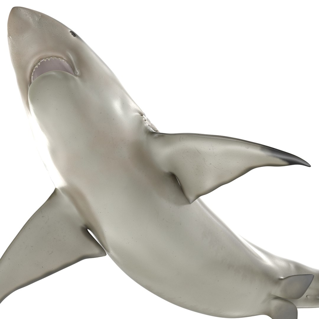 pigeye shark rigged 3d model https://p.turbosquid.com/ts-thumb/Sh/fPgi8x/buxSRBP2/pigeyesharkrigged3dmodel26/jpg/1445674425/1920x1080/fit_q87/43d65f63a5841d1161cf2a0366c448b95c454fdb/pigeyesharkrigged3dmodel26.jpg