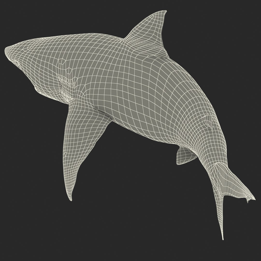 pigeye shark rigged 3d model https://p.turbosquid.com/ts-thumb/Sh/fPgi8x/cf4WkGUM/pigeyesharkrigged3dmodel46/jpg/1445674426/1920x1080/fit_q87/8b91390bc78a7b63ed6da6412e74fabf6eaeffed/pigeyesharkrigged3dmodel46.jpg
