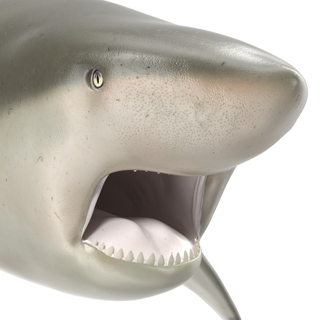 pigeye shark rigged 3d model https://p.turbosquid.com/ts-thumb/Sh/fPgi8x/gD4CiW9j/pigeyesharkrigged3dmodel23/jpg/1445674425/1920x1080/fit_q87/9e074fe3471f1d28b655df9d18ef977c47bbdea3/pigeyesharkrigged3dmodel23.jpg