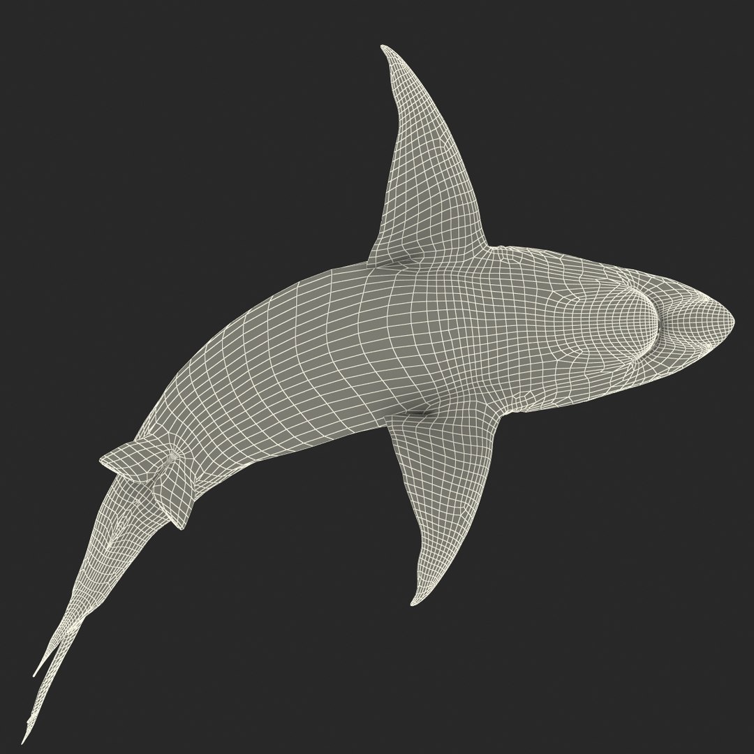 pigeye shark rigged 3d model https://p.turbosquid.com/ts-thumb/Sh/fPgi8x/hy3A8jtW/pigeyesharkrigged3dmodel47/jpg/1445674426/1920x1080/fit_q87/87bd801c88646c38cfd56b9eec9cc4e48fe05602/pigeyesharkrigged3dmodel47.jpg