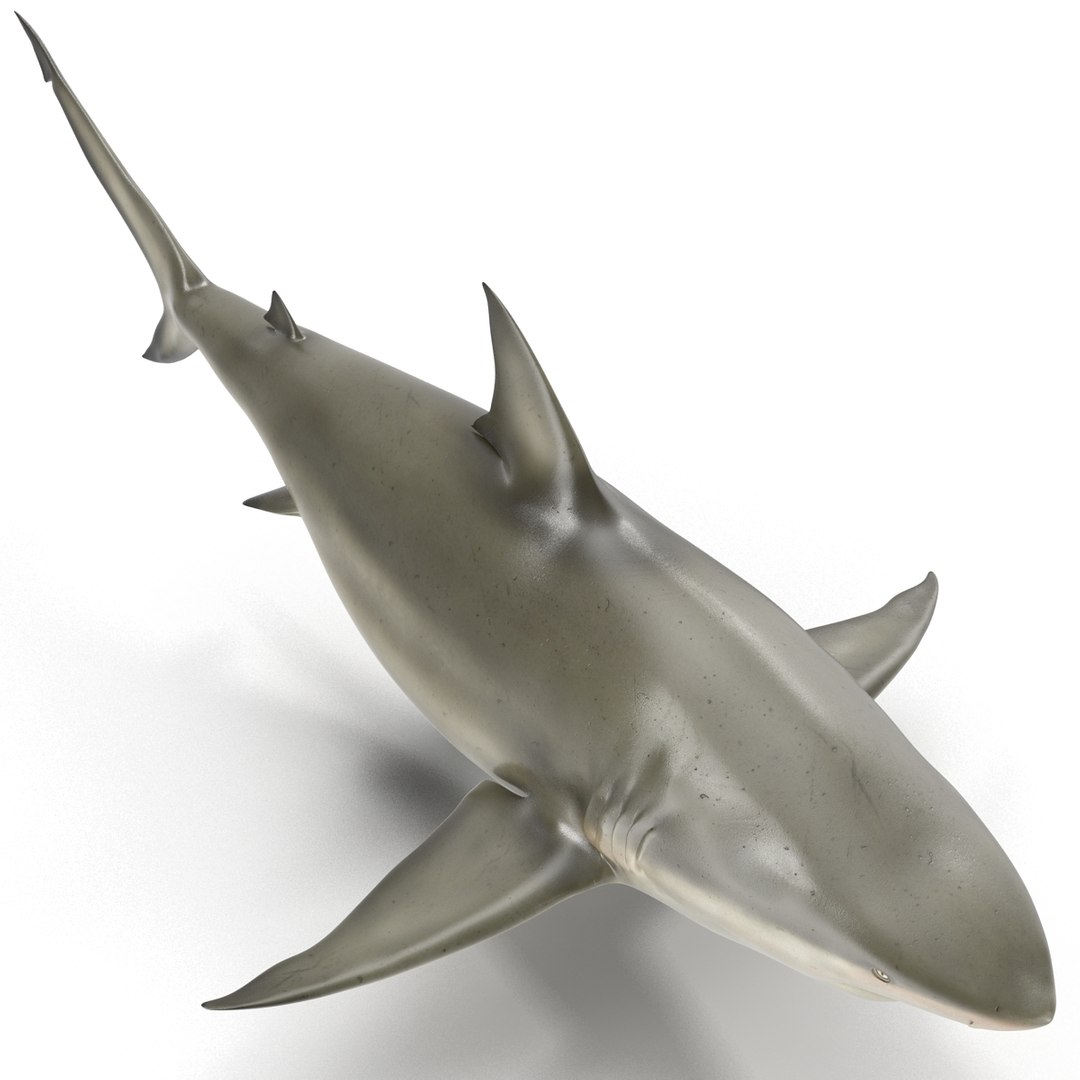 pigeye shark rigged 3d model https://p.turbosquid.com/ts-thumb/Sh/fPgi8x/iAByYmIh/pigeyesharkrigged3dmodel12/jpg/1445674424/1920x1080/fit_q87/fee6b794a0c8c29c9282bd690bbd781dc4d499ac/pigeyesharkrigged3dmodel12.jpg