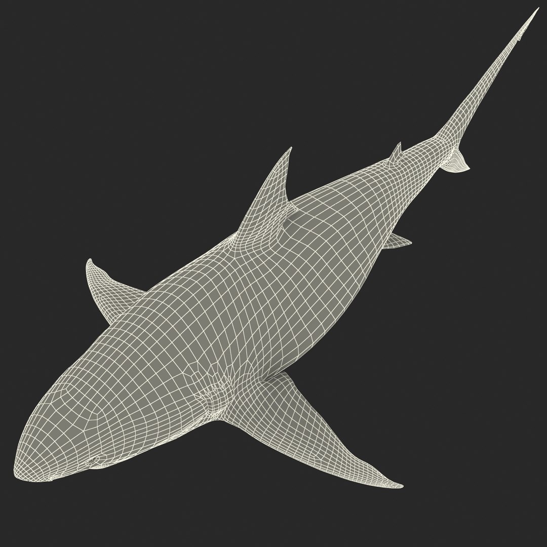 pigeye shark rigged 3d model https://p.turbosquid.com/ts-thumb/Sh/fPgi8x/iCUpCryM/pigeyesharkrigged3dmodel42/jpg/1445674425/1920x1080/fit_q87/c271ce7386d70667ad44aaa4a8b33b2b226ecbc8/pigeyesharkrigged3dmodel42.jpg