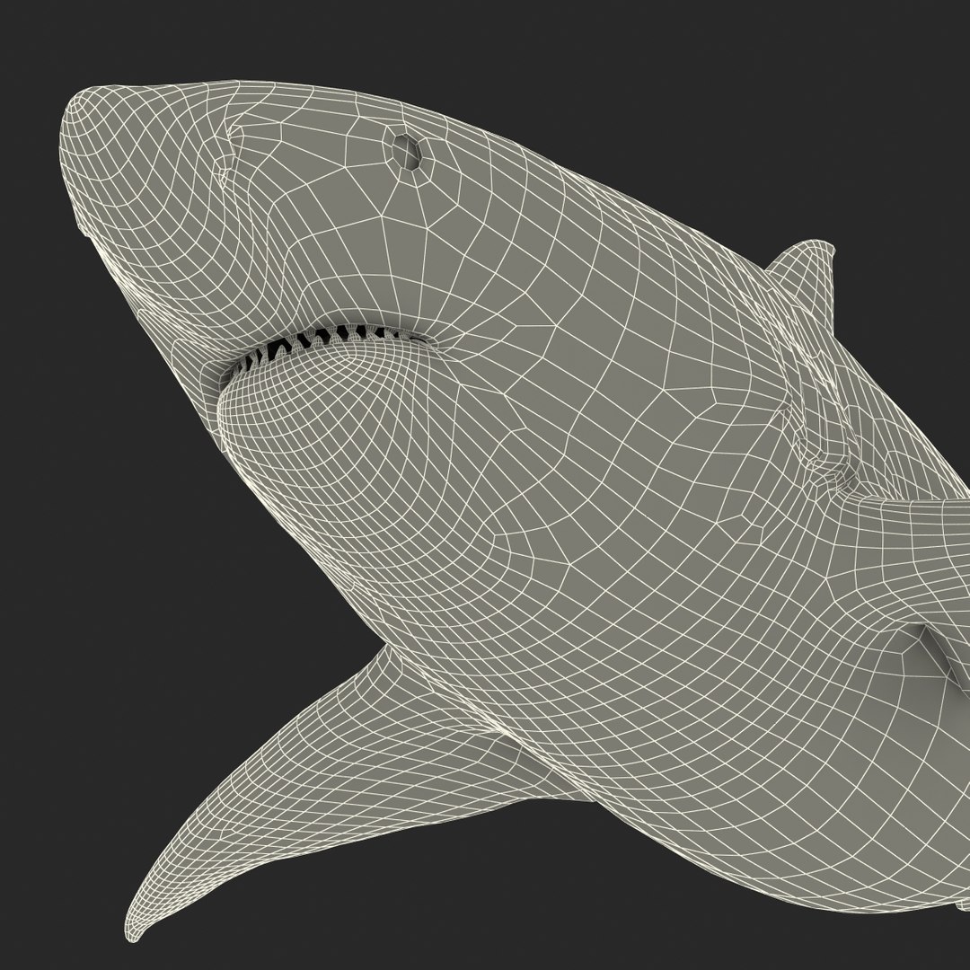 pigeye shark rigged 3d model https://p.turbosquid.com/ts-thumb/Sh/fPgi8x/jGI0Fk5f/pigeyesharkrigged3dmodel52/jpg/1445674426/1920x1080/fit_q87/be3bb27c5a7d726948abb2232ffcc05e7c6aacc1/pigeyesharkrigged3dmodel52.jpg