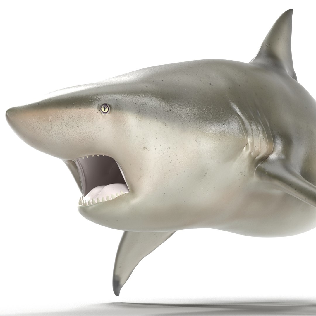 pigeye shark rigged 3d model https://p.turbosquid.com/ts-thumb/Sh/fPgi8x/kDnhPi76/pigeyesharkrigged3dmodel25/jpg/1445674425/1920x1080/fit_q87/40da5f8843ab48e68387800c1e29070f0171e0b8/pigeyesharkrigged3dmodel25.jpg