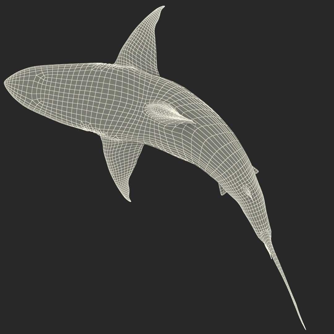 pigeye shark rigged 3d model https://p.turbosquid.com/ts-thumb/Sh/fPgi8x/nXjvJVnD/pigeyesharkrigged3dmodel49/jpg/1445674426/1920x1080/fit_q87/36f6c9789a93c46959857f40fcaffaddd53eb7fa/pigeyesharkrigged3dmodel49.jpg