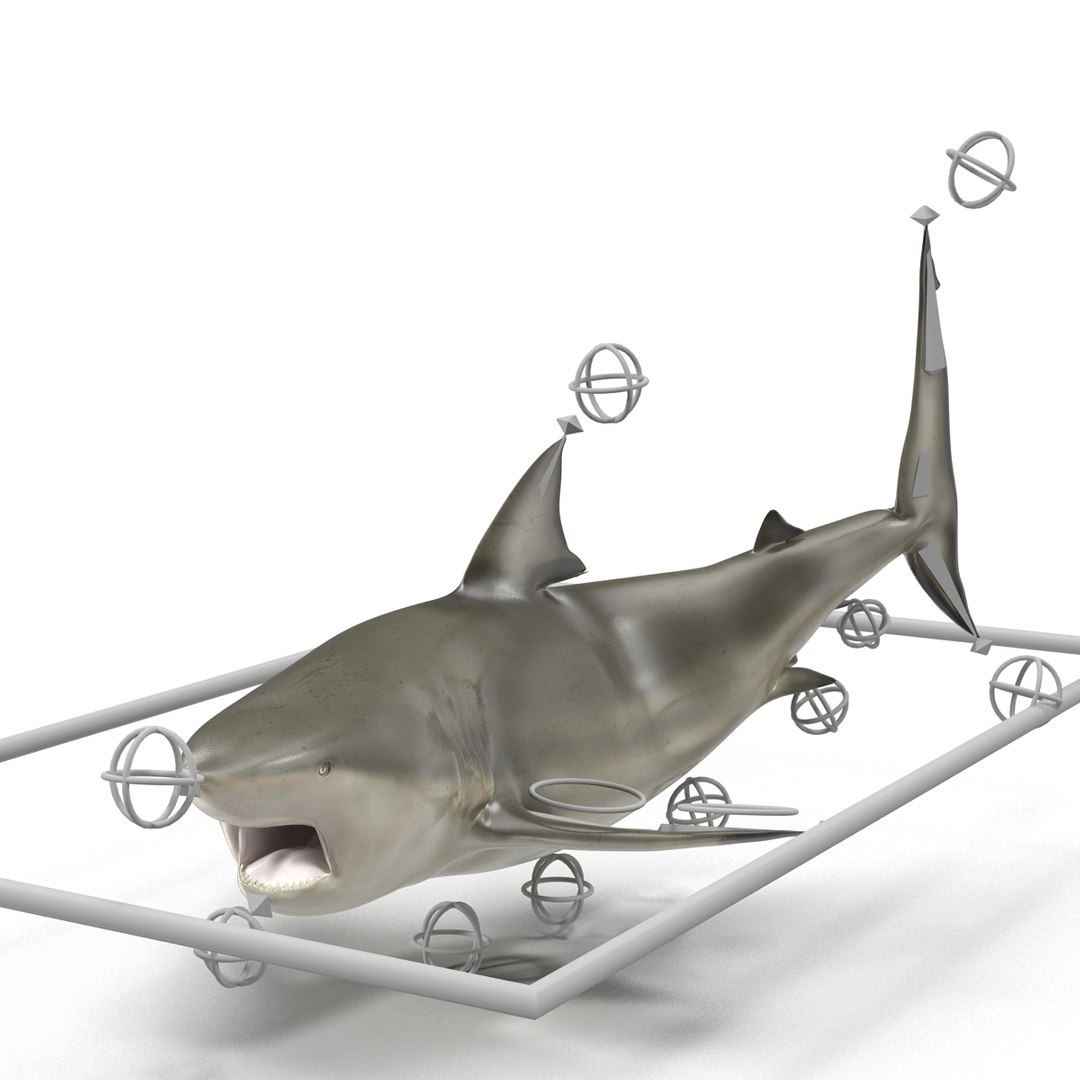 pigeye shark rigged 3d model https://p.turbosquid.com/ts-thumb/Sh/fPgi8x/qb7VsJJs/pigeyesharkrigged3dmodel32/jpg/1445674425/1920x1080/fit_q87/60316747b6c6f0335a17956fe1792075c9ae47c1/pigeyesharkrigged3dmodel32.jpg