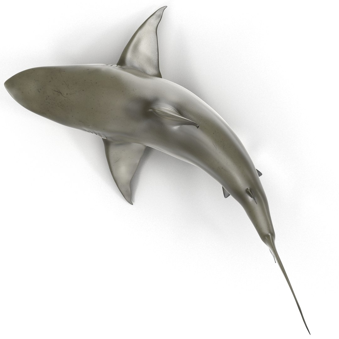 pigeye shark rigged 3d model https://p.turbosquid.com/ts-thumb/Sh/fPgi8x/tXxpRLS0/pigeyesharkrigged3dmodel02/jpg/1445674424/1920x1080/fit_q87/5d5fff55ef108cee5290fee1ad33995f29586551/pigeyesharkrigged3dmodel02.jpg