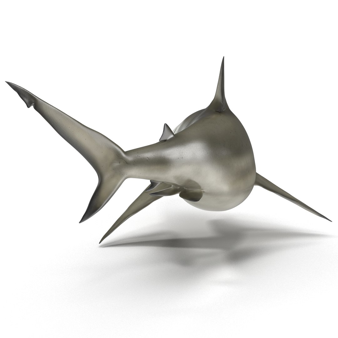pigeye shark rigged 3d model https://p.turbosquid.com/ts-thumb/Sh/fPgi8x/uNvC1nlT/pigeyesharkrigged3dmodel15/jpg/1445674424/1920x1080/fit_q87/e75a30eae1377a223e260c1c234ef5bd83bba335/pigeyesharkrigged3dmodel15.jpg