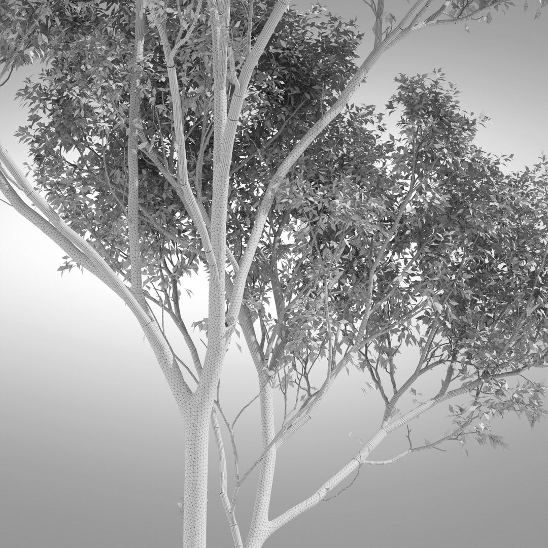 hi realistic series tree 3d model https://p.turbosquid.com/ts-thumb/Sh/iD4sBw/a71Ibe9a/tree117e_0004/jpg/1346890362/1920x1080/fit_q87/78dd8fb44e0be57b8f14aa662b728b7042e9f3bf/tree117e_0004.jpg