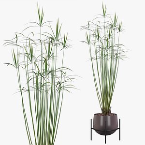 3D Cyperus papyrus in modern flowerpot