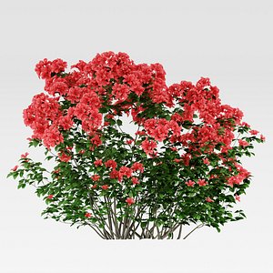 flowering azalea rhododendron shrub model