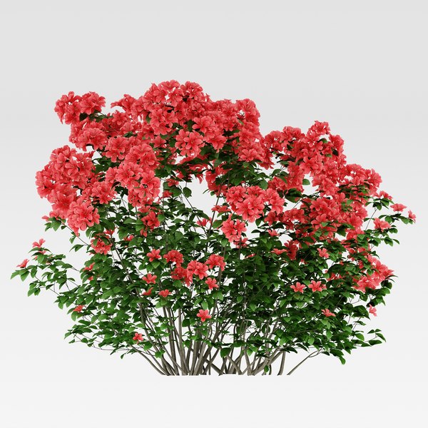 modelo 3d Azalea Arbusto (Rhododendron) - TurboSquid 1156482