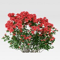 Azalea Shrub (Rhododendron)