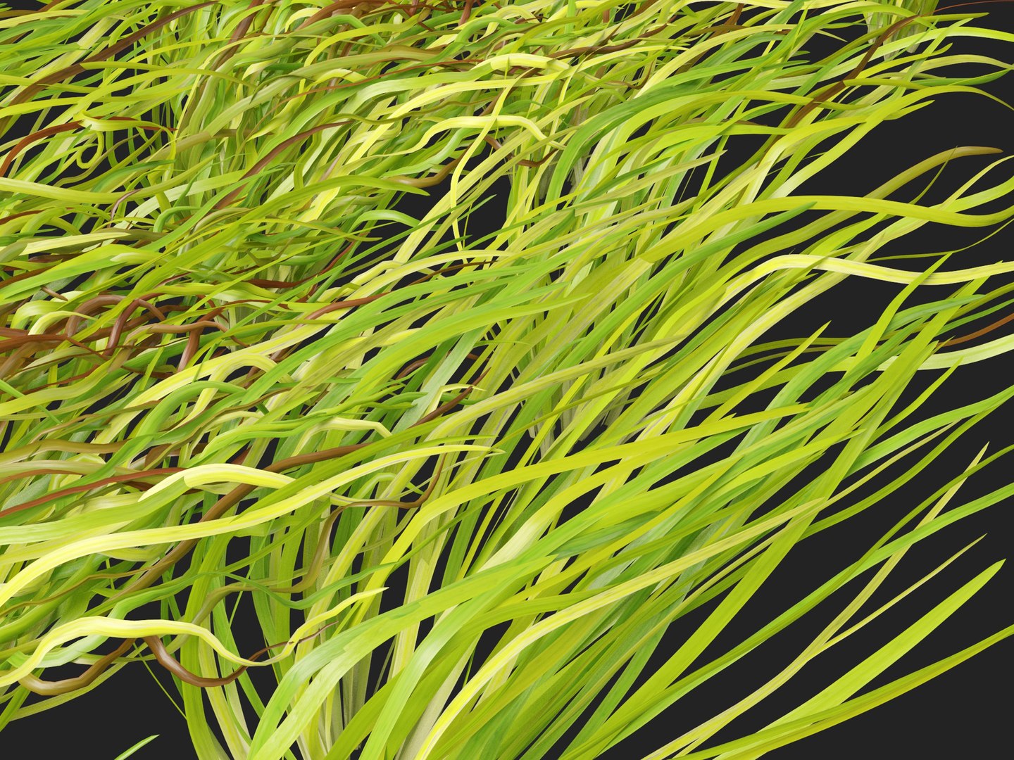 Highpoly LowPoly - Vallisneria americana - eelgrass 3D model https://p.turbosquid.com/ts-thumb/Si/ORFbeA/5X/vallisneriaamericana0114/jpg/1744971312/1920x1080/fit_q87/0fc1e58310ee4a8b938c546cba1b759431d172eb/vallisneriaamericana0114.jpg