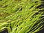 Highpoly LowPoly - Vallisneria americana - erba anguilla