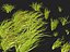 Highpoly LowPoly - Vallisneria americana - erba anguilla