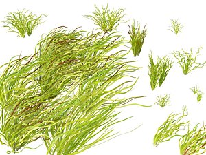 Highpoly LowPoly - Vallisneria americana - eelgrass 3D model