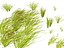 Highpoly LowPoly - Vallisneria americana - erba anguilla