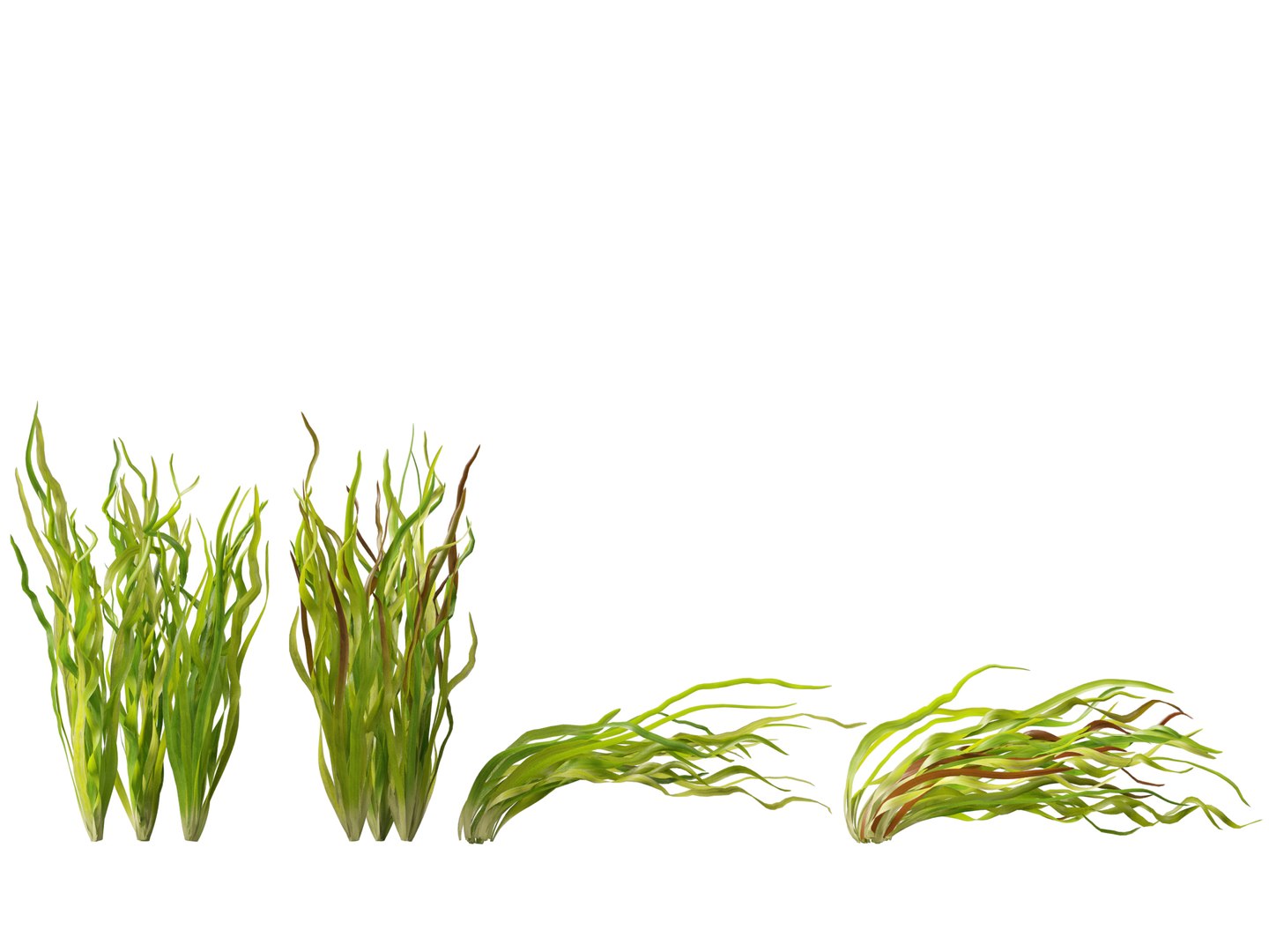 Highpoly LowPoly - Vallisneria americana - eelgrass 3D model https://p.turbosquid.com/ts-thumb/Si/ORFbeA/RT/vallisneriaamericana017/jpg/1744971300/1920x1080/fit_q87/0f004919f103985db1583f0db61405cc91398b3a/vallisneriaamericana017.jpg