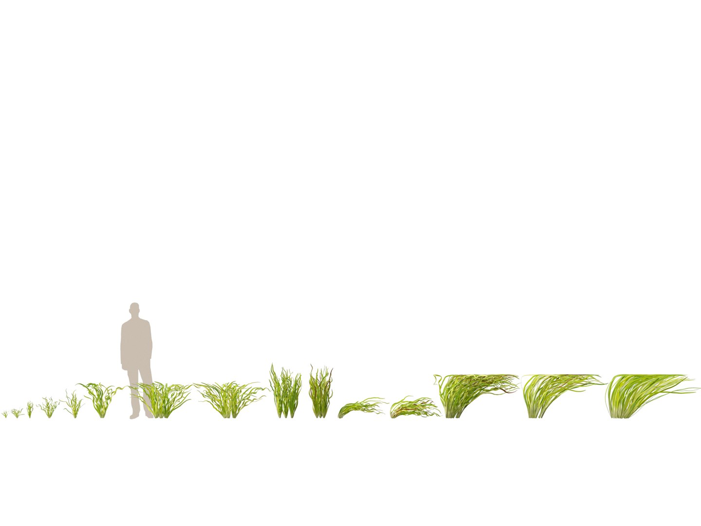 Highpoly LowPoly - Vallisneria americana - eelgrass 3D model https://p.turbosquid.com/ts-thumb/Si/ORFbeA/Wy/vallisneriaamericana011/jpg/1744971292/1920x1080/fit_q87/533e24a9c9e2770b799c2b017bfd7f2f0783499f/vallisneriaamericana011.jpg