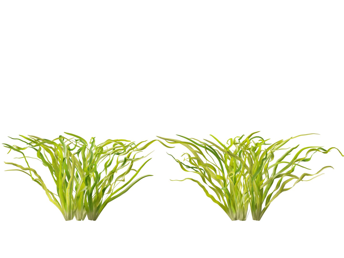 Highpoly LowPoly - Vallisneria americana - eelgrass 3D model https://p.turbosquid.com/ts-thumb/Si/ORFbeA/ar/vallisneriaamericana015/jpg/1744971298/1920x1080/fit_q87/bb1d21be5ea368e596f63a9a03c7f375f228bc66/vallisneriaamericana015.jpg