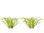 Highpoly LowPoly - Vallisneria americana - erba anguilla