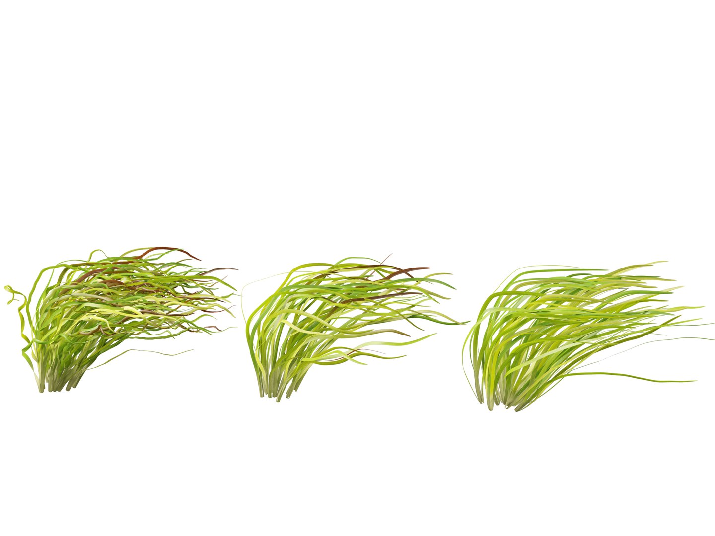 Highpoly LowPoly - Vallisneria americana - eelgrass 3D model https://p.turbosquid.com/ts-thumb/Si/ORFbeA/cV/vallisneriaamericana019/jpg/1744971300/1920x1080/fit_q87/8863205558e780755da0234adcf3478395f7b60c/vallisneriaamericana019.jpg