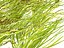 Highpoly LowPoly - Vallisneria americana - erba anguilla