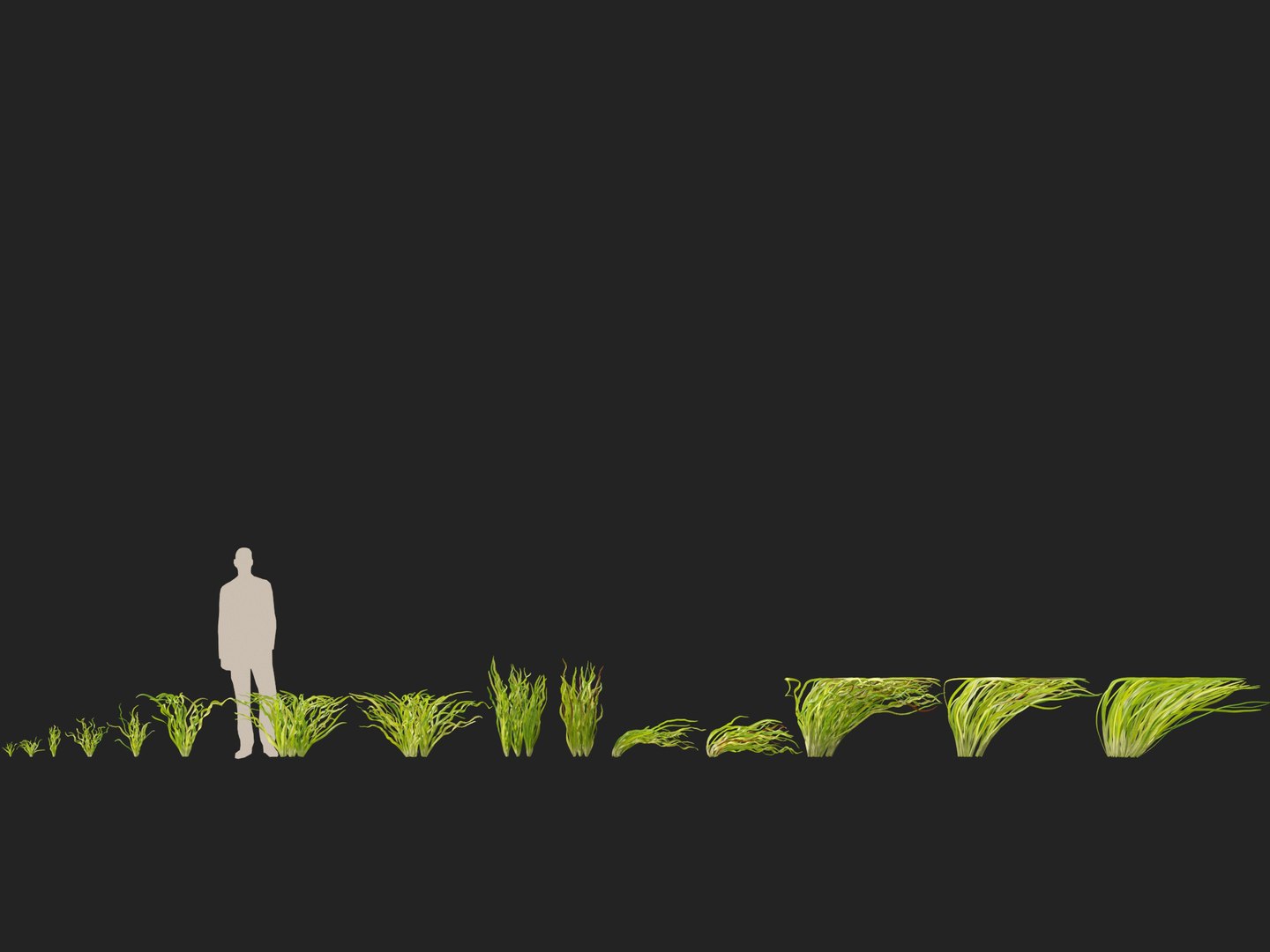 Highpoly LowPoly - Vallisneria americana - eelgrass 3D model https://p.turbosquid.com/ts-thumb/Si/ORFbeA/qI/vallisneriaamericana012/jpg/1744971293/1920x1080/fit_q87/d5ee2474550df4eddf7faead5b7a017867b76024/vallisneriaamericana012.jpg